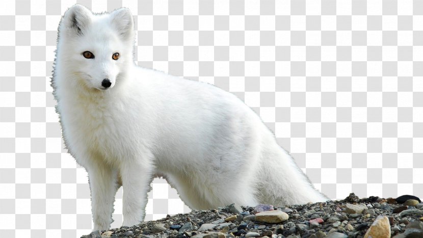 Arctic Fox Desktop Wallpaper Tundra Transparent PNG