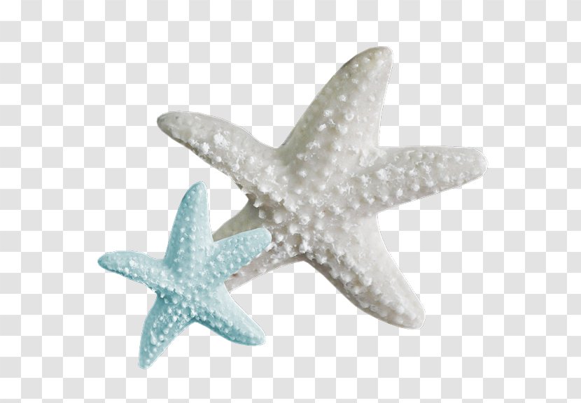 A Sea Star Beach Desktop Wallpaper Clip Art - Starfish Transparent PNG