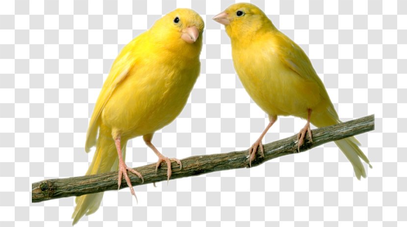 Domestic Canary Bird Finches Parrot Budgerigar Transparent PNG
