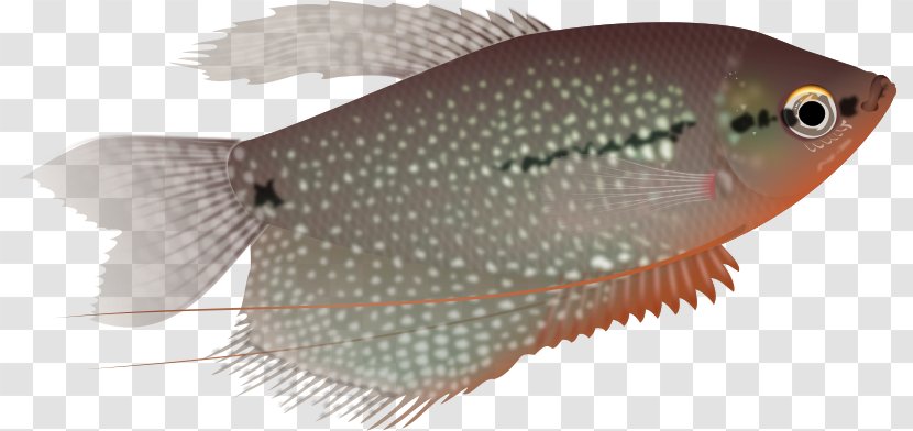 Honey Background - Trichogaster - Rayfinned Fish Bonyfish Transparent PNG