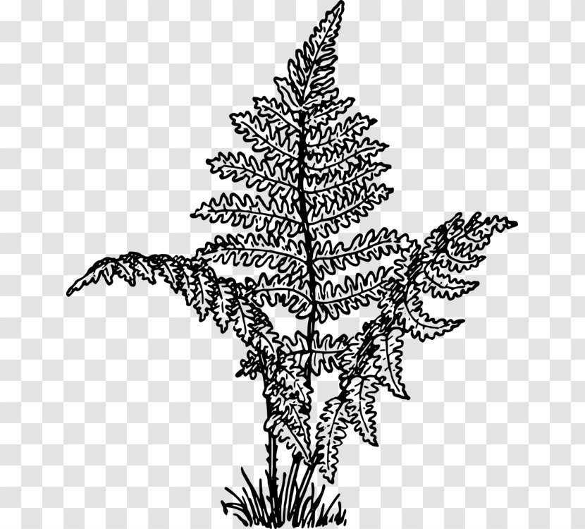 Clip Art Vector Graphics Fern Free Content - Royalty Payment - Drawing Transparent PNG