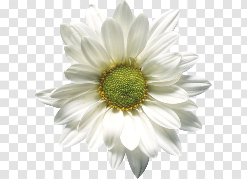 Chamomile Flower Clip Art - Gerbera Transparent PNG