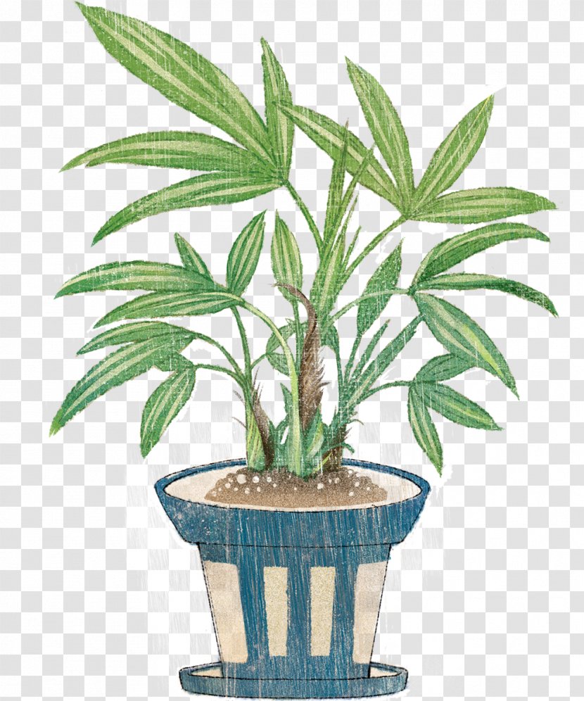 Arecaceae Houseplant Flowerpot Shrub - Plant Stem Transparent PNG