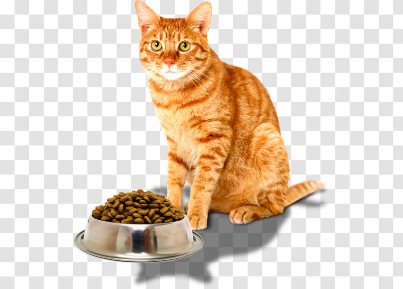 Kitten Tabby Cat Burmese Dog Food - Domestic Short Haired - Pet Transparent PNG