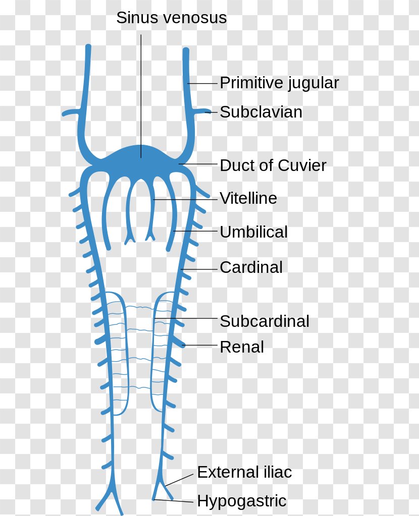 Common Cardinal Veins Anterior Vein Posterior Embryo - Silhouette - Heart Transparent PNG