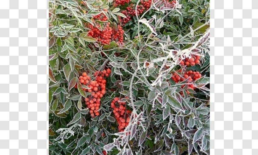 Shrub Sacred Bamboo Hedge Garden Evergreen - Nandina Domestica Thunb Transparent PNG