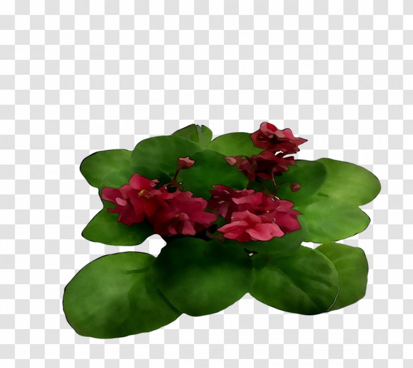 Annual Plant Leaf Plants - Crown Of Thorns - Houseplant Transparent PNG