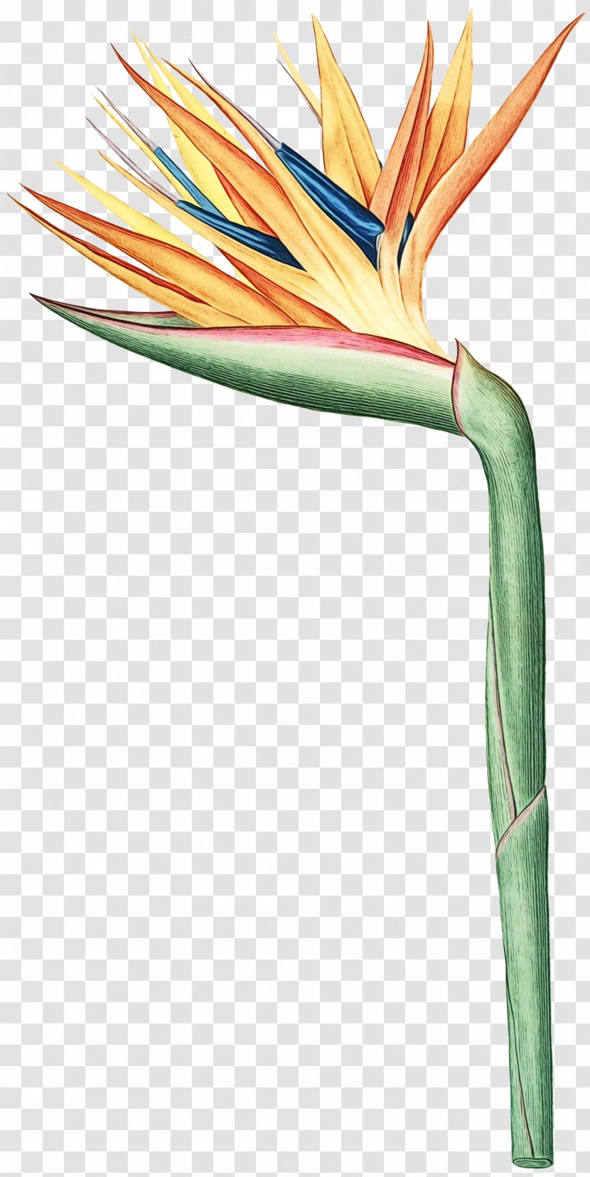 Bird Of Paradise - Drawing - Electrical Wiring Plant Transparent PNG