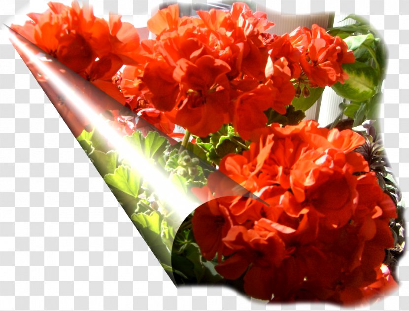 Cut Flowers Petal Dish Network - Garnish - Autumn-flowers Transparent PNG