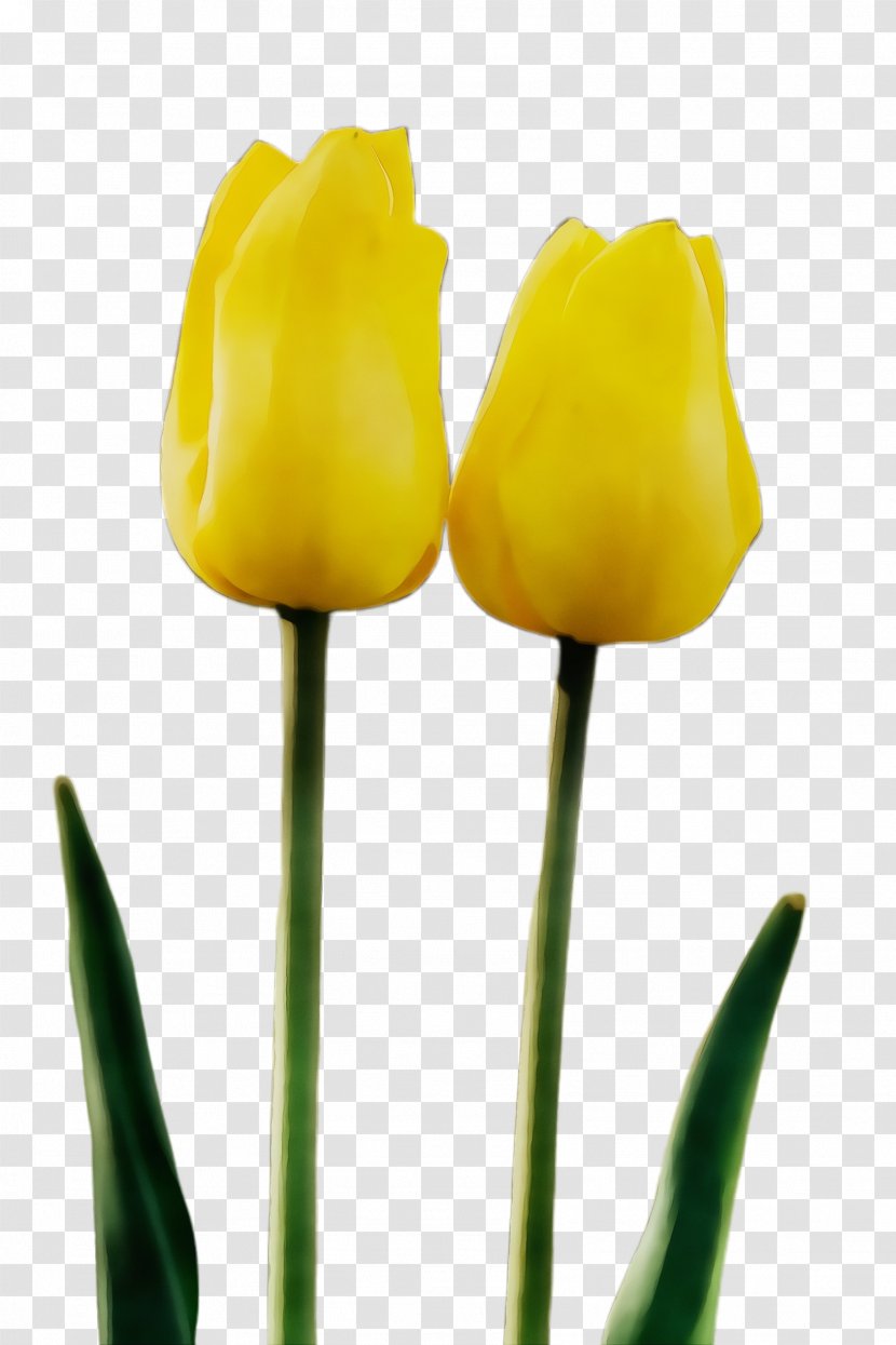Yellow Flower Tulip Plant Stem - Petal - Lily Family Bud Transparent PNG