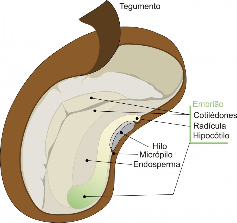 Seed Diagram Avocado Radicle Grain - Frame - Sementes Transparent PNG