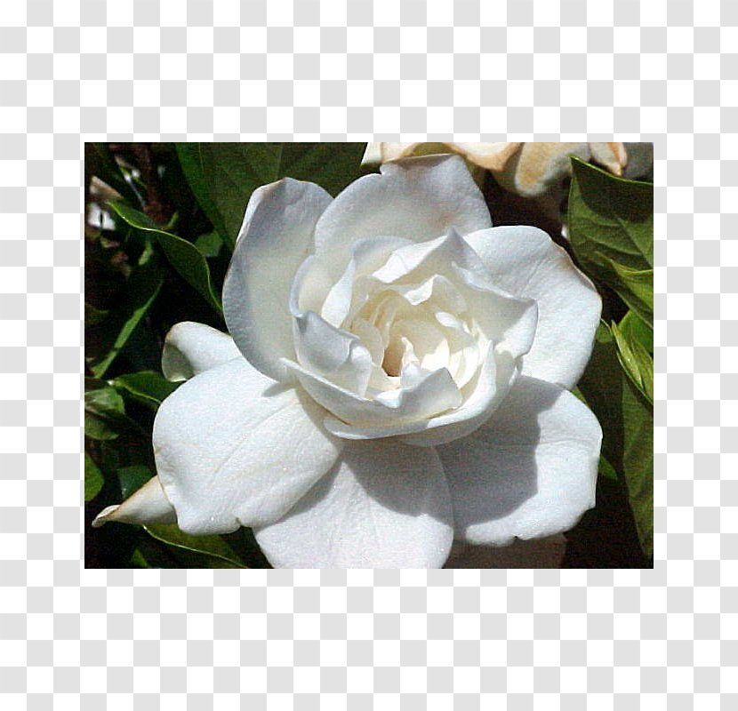 Cape Jasmine Flower Floral Scent Tuberose - Odor Transparent PNG
