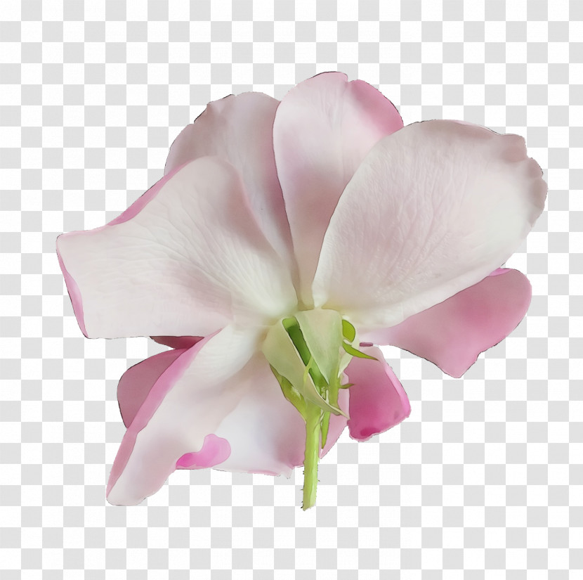 Moth Orchids Cut Flowers Petal Herbaceous Plant Pink M Transparent PNG