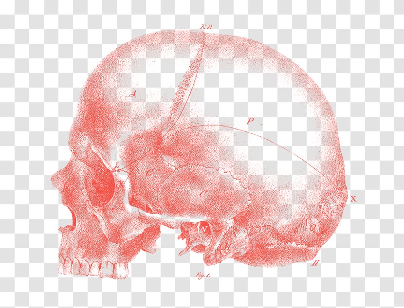 Phrenology Science Stock Photography Alamy - Brain Transparent PNG