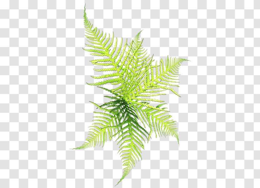 Conifers Clip Art - Branch - Graced The Grass,Rhythm Of Life Transparent PNG