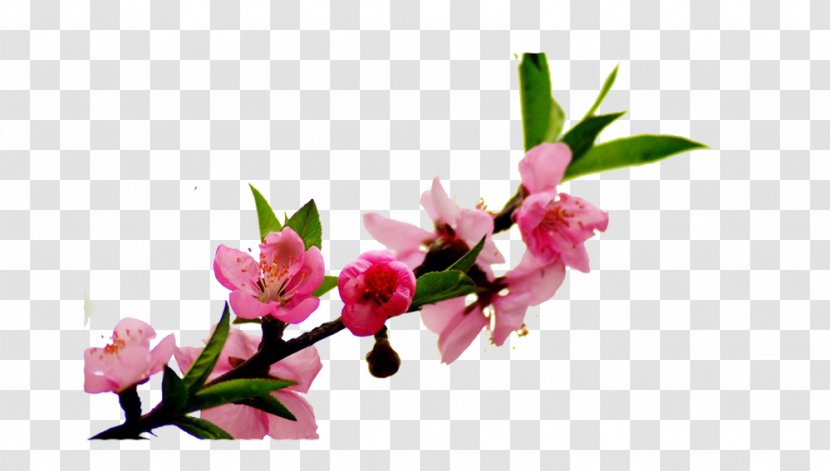 Peach Floral Design Flower Blossom - Spring - Pink Picture Material Transparent PNG