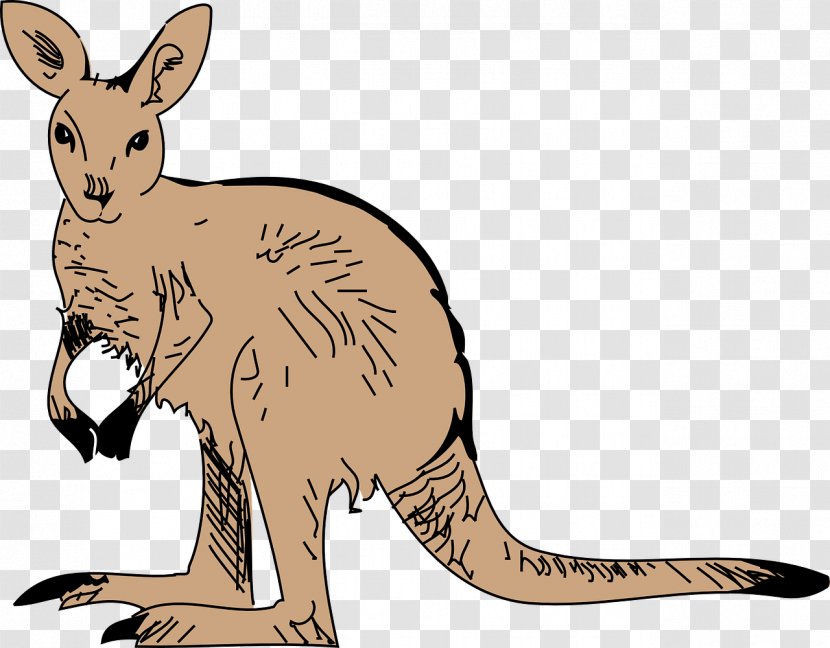 Kangaroo Download Clip Art - Brown Transparent PNG