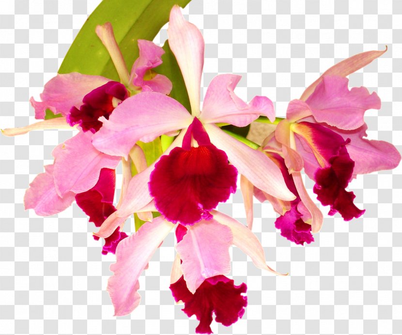 Orchids Flower Desktop Wallpaper Photography - Tropical Transparent PNG