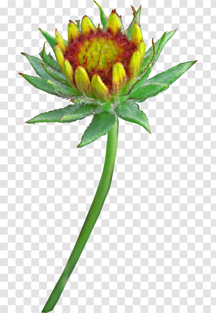 Cut Flowers Image Adobe Photoshop - Plant Stem - Gaillardia Transparent PNG
