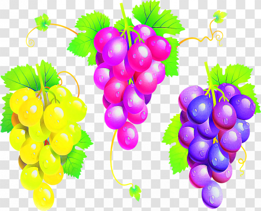 Grape Seedless Fruit Natural Foods Grapevine Family Plant Transparent PNG