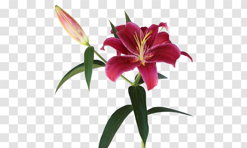 Lilium Arum-lily Pink Flowers Lily 'Stargazer' - Flower Transparent PNG