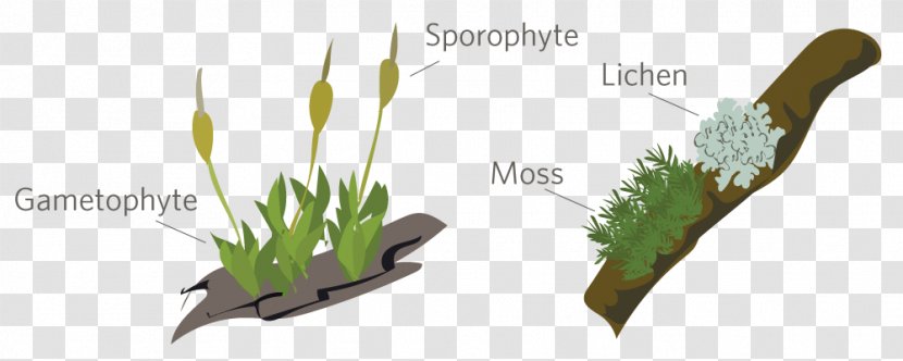 Bryophyte Moss Sporophyte Gametophyte Plants - Fungus Transparent PNG