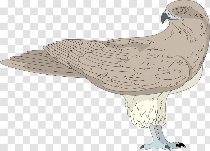 Bird Hawk Clip Art Transparent PNG