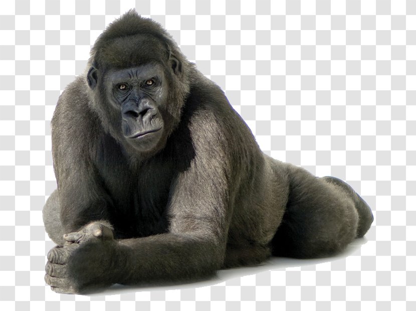 Gorilla Clip Art - Primate - Free Image Transparent PNG