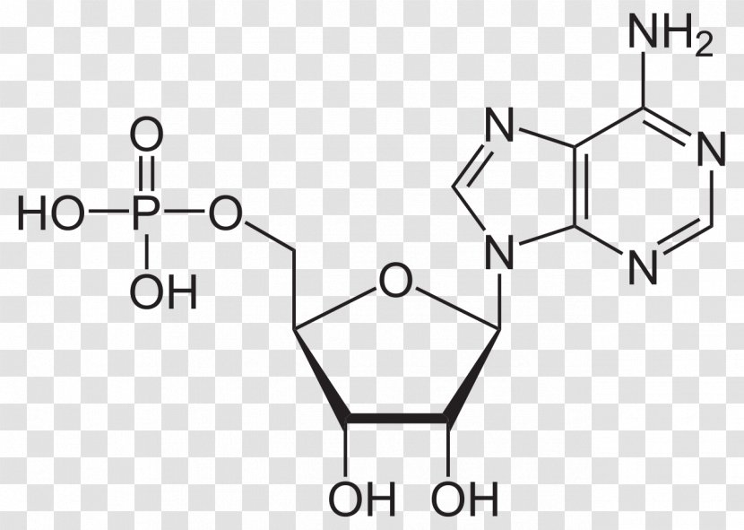 Adenosine Monophosphate Uridine Diphosphate Adenine Chemistry - Frame - Watercolor Transparent PNG