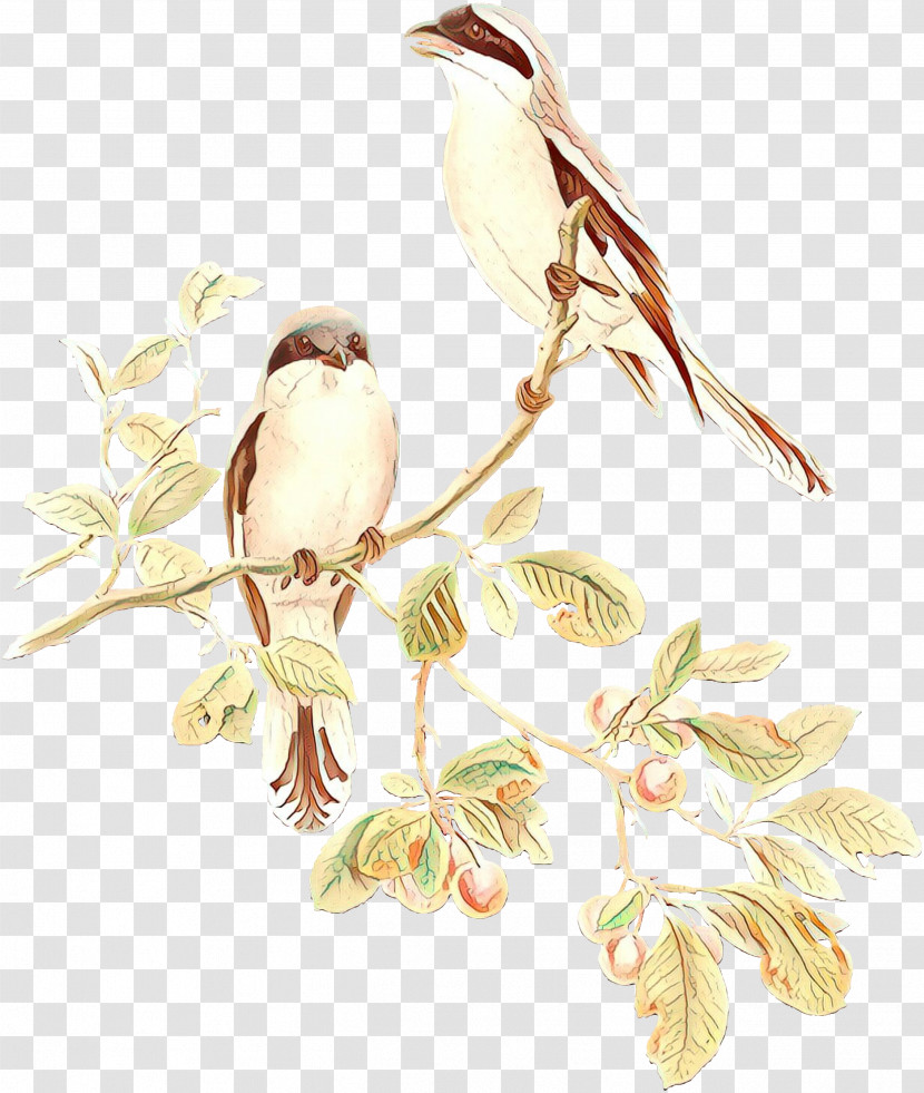 Branch Bird Plant Twig Flower Transparent PNG