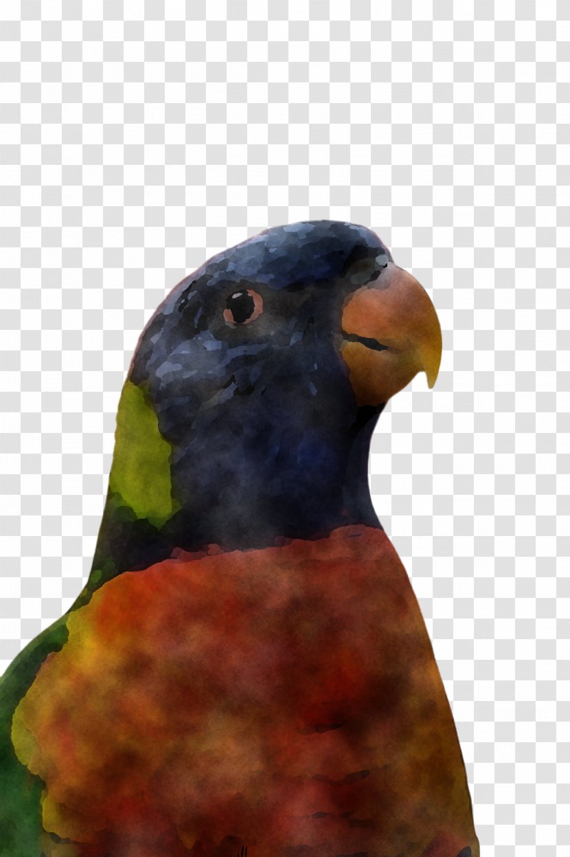 Feather - Neck - Wildlife Transparent PNG
