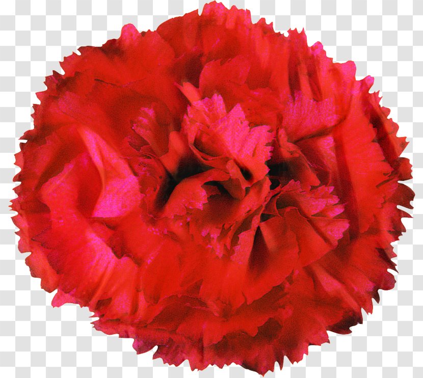 Circular Saw Cutting Rose Blade - Dianthus - Pink Family Transparent PNG