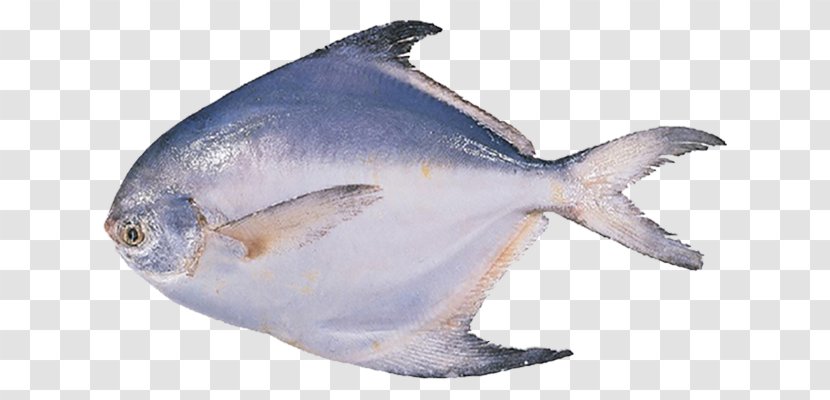 Pampus Argenteus Black Pomfret Fish Seafood - Narrowbarred Spanish Mackerel Transparent PNG