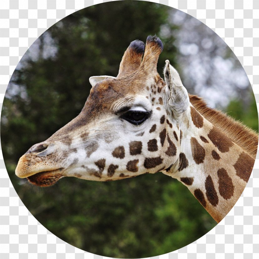 Reticulated Giraffe Lee Richardson Zoo Ruminant Camelopardalis Rothschild's - Head Transparent PNG