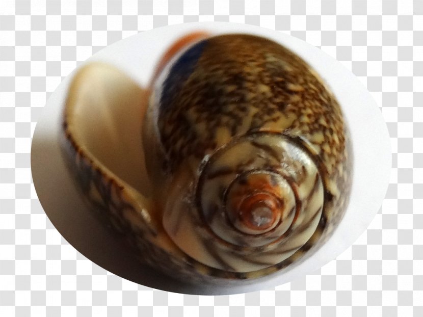 Sea Snail Clam Conchology Seashell Transparent PNG