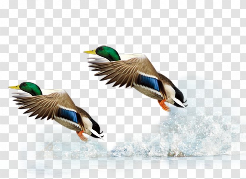 Mallard Duck Flight Bird - Ganso - Flying Transparent PNG