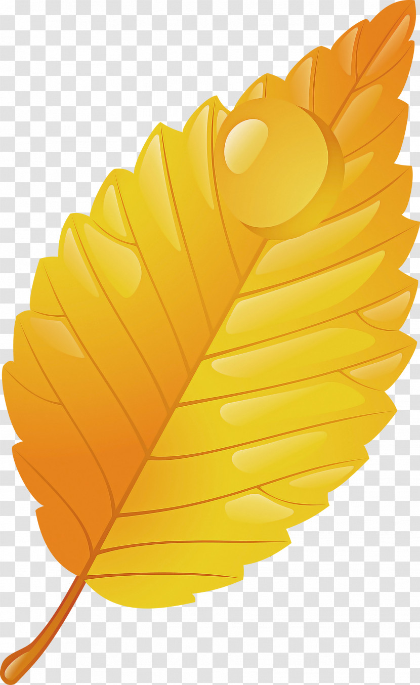 Feather Transparent PNG