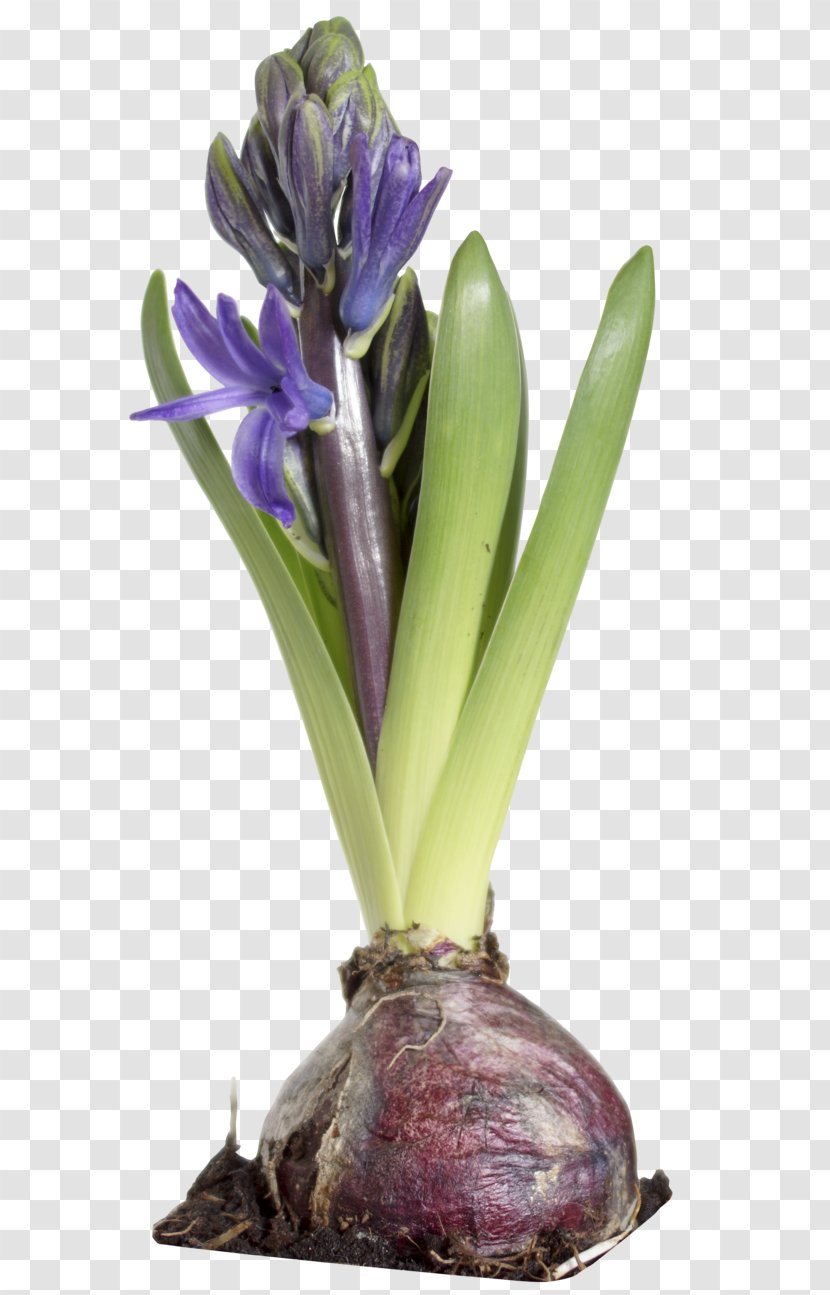Hyacinthus Orientalis Plant Flowerpot - Flower - Hyacinth Transparent PNG