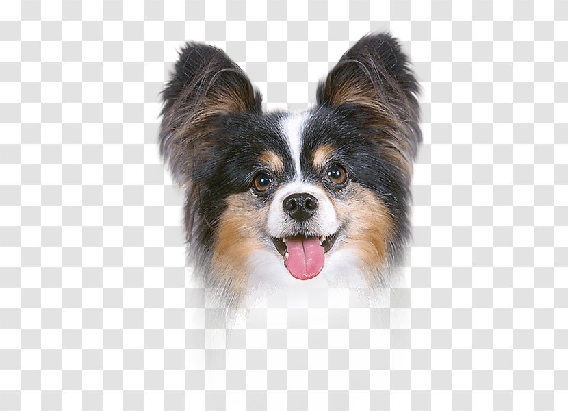 Papillon Dog Ear Canal Breed Face Powder - Astringent Transparent PNG