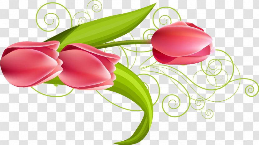 Flower Download Euclidean Vector - Vecteur - Beautiful Tulip Flowers Transparent PNG