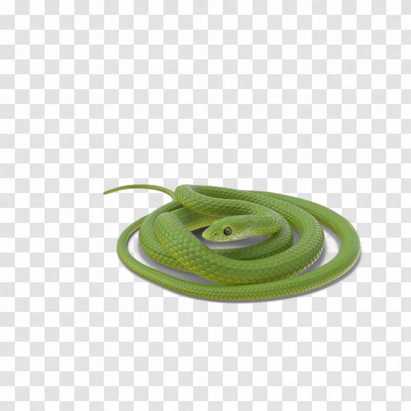 Snake Vipers - Designer - Green Coiled Transparent PNG