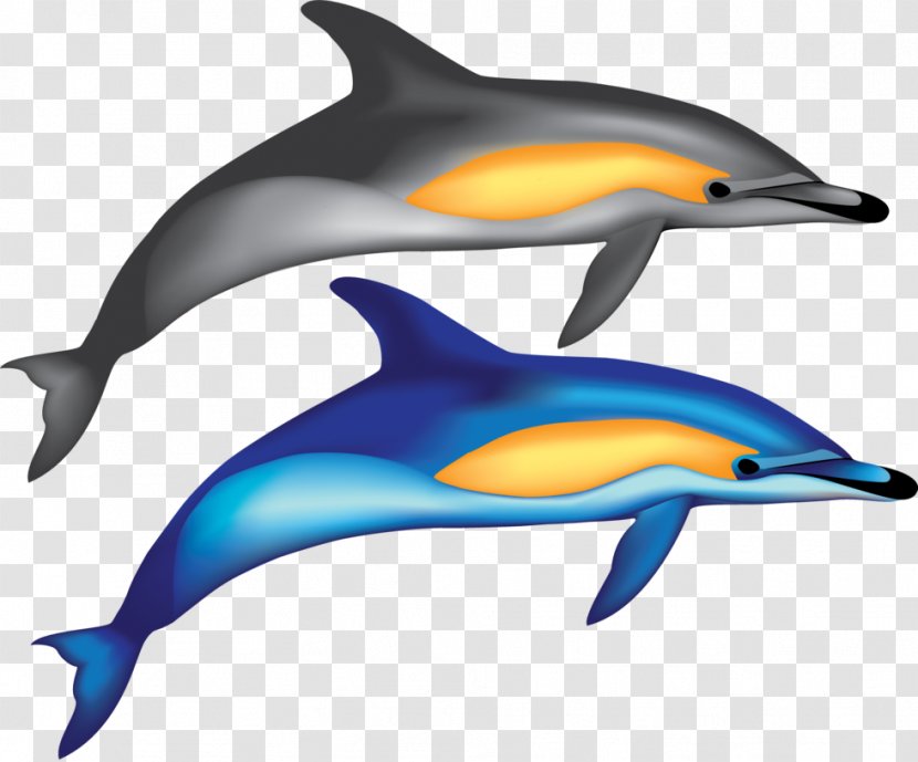 Common Bottlenose Dolphin Short-beaked Wholphin Tucuxi Rough-toothed - Rough Toothed - Hollywood Vector Transparent PNG