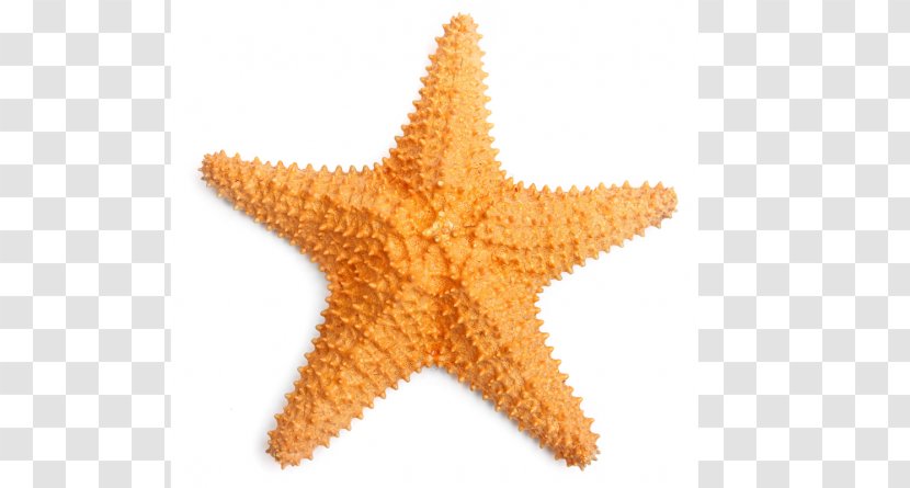 Caribbean Sea Common Starfish Clam Transparent PNG