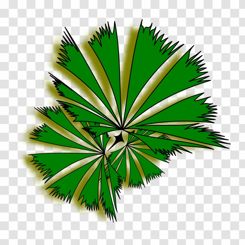 Arecaceae Tree Clip Art - Arecales - Fir-tree Transparent PNG