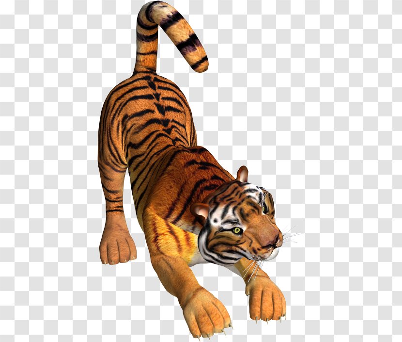 Tiger Lion Wildcat Felidae - Cougar Transparent PNG