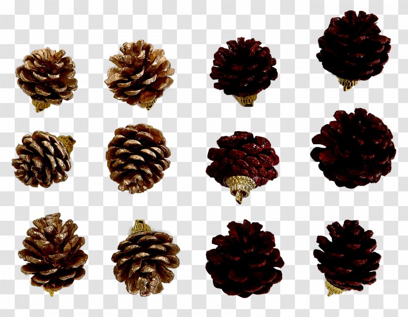 Conifer Cone Conifers Rio De Janeiro Banco Pine S.A. - Binoculo Transparent PNG