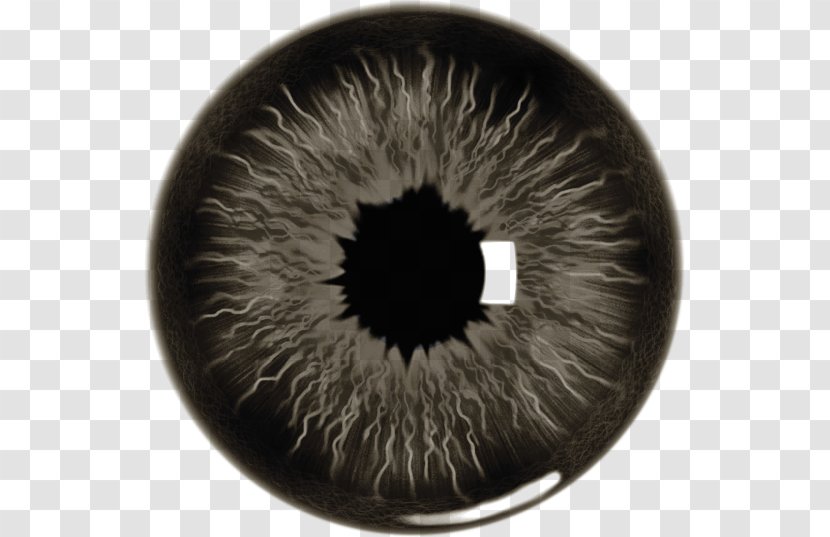 Iris Human Eye Earring - Tree Transparent PNG