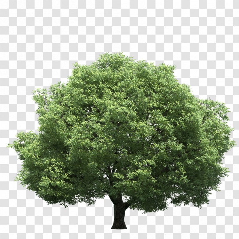 Tree Stock Photography Clip Art Transparent PNG