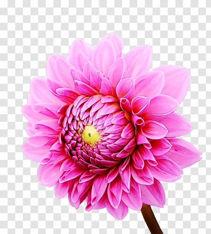 Drawing Of Family - Color - Aster Daisy Transparent PNG