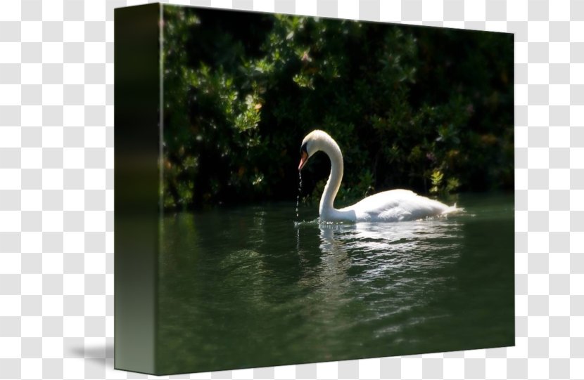 Cygnini Pond Fauna Water Beak - Ducks Geese And Swans Transparent PNG